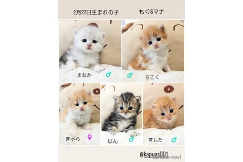 成約済の埼玉県のサイベリアン-111877の5枚目