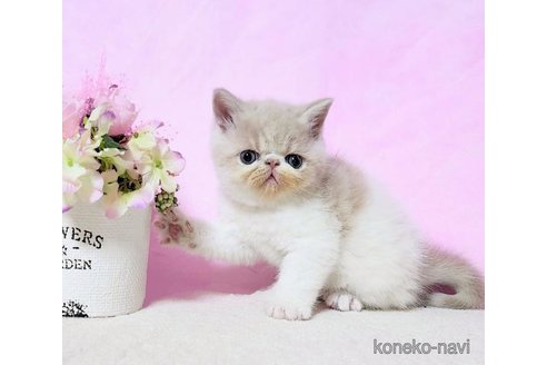 成約済の群馬県のエキゾチックショートヘア-113615の5枚目