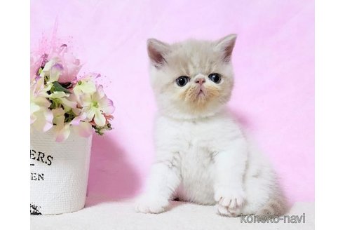 成約済の群馬県のエキゾチックショートヘア-113615の6枚目