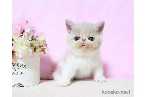 成約済の群馬県のエキゾチックショートヘア-113615の4枚目