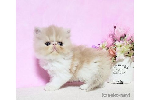 成約済の群馬県のエキゾチックショートヘア-113616の1枚目