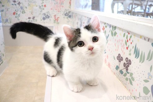 販売中の大阪府のマンチカン(短足)-109273の6枚目