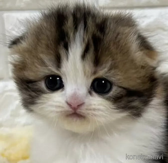 販売中の山梨県のスコティッシュフォールド(折れ耳)-113631