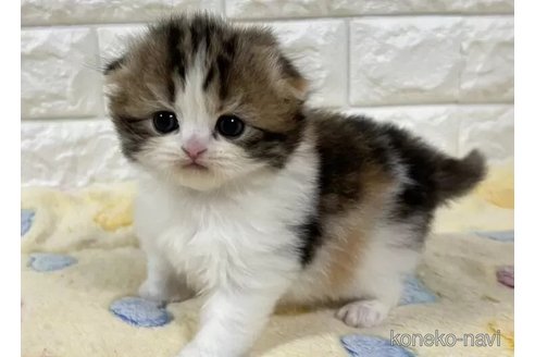 販売中の山梨県のスコティッシュフォールド(折れ耳)-113631の2枚目