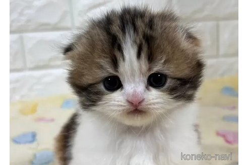 販売中の山梨県のスコティッシュフォールド(折れ耳)-113631の3枚目