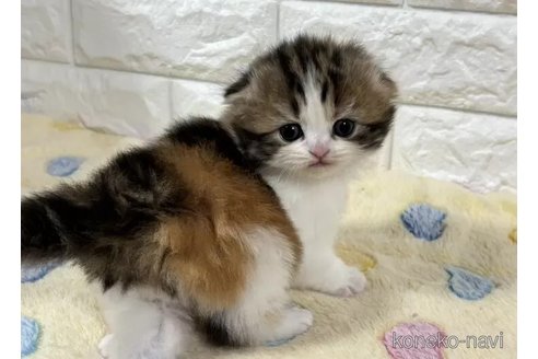 販売中の山梨県のスコティッシュフォールド(折れ耳)-113631の4枚目