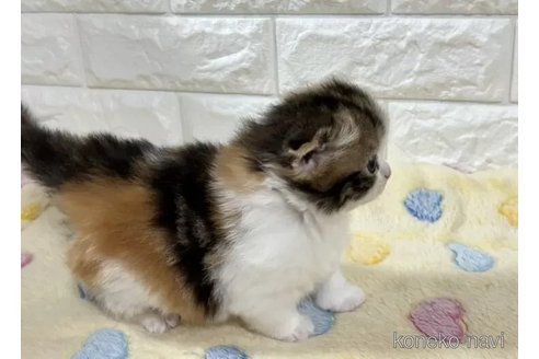 販売中の山梨県のスコティッシュフォールド(折れ耳)-113631の5枚目