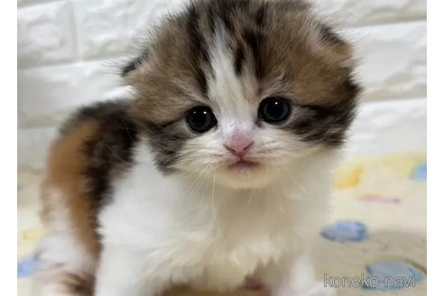 販売中の山梨県のスコティッシュフォールド(折れ耳)-113631の6枚目