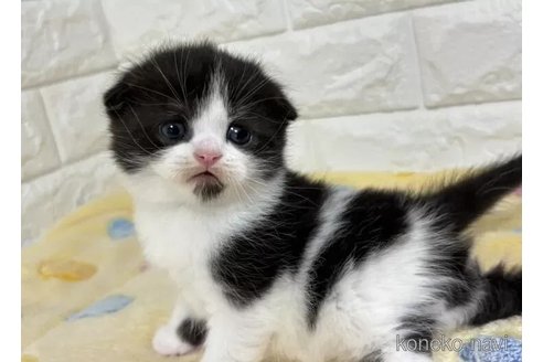 販売中の山梨県のスコティッシュフォールド(折れ耳)-113632の3枚目