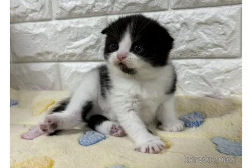 販売中の山梨県のスコティッシュフォールド(折れ耳)-113632の5枚目
