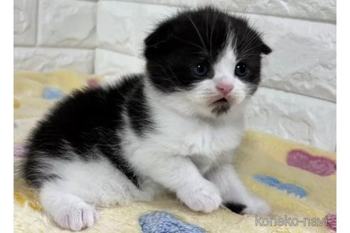 販売中の山梨県のスコティッシュフォールド(折れ耳)-113632の6枚目