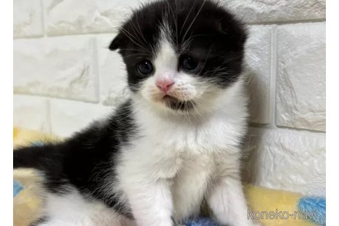 販売中の山梨県のスコティッシュフォールド(折れ耳)-113632の2枚目