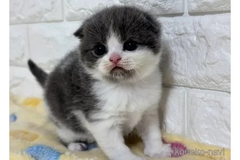 成約済の山梨県のスコティッシュフォールド(折れ耳)-113634の4枚目