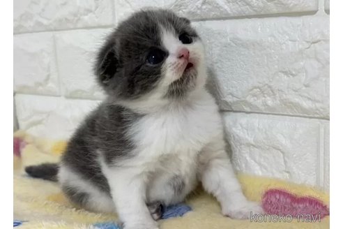 成約済の山梨県のスコティッシュフォールド(折れ耳)-113634の5枚目