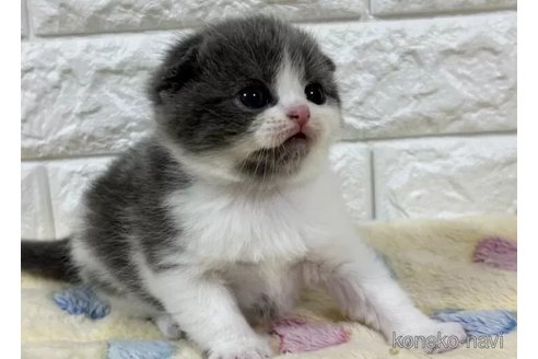 成約済の山梨県のスコティッシュフォールド(折れ耳)-113634の6枚目