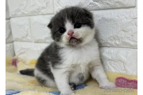 成約済の山梨県のスコティッシュフォールド(折れ耳)-113634の2枚目