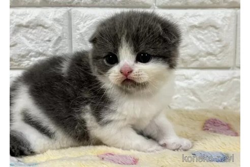 成約済の山梨県のスコティッシュフォールド(折れ耳)-113634の3枚目