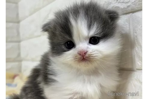 成約済の山梨県のスコティッシュフォールド(折れ耳)-113635の2枚目
