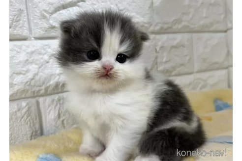 成約済の山梨県のスコティッシュフォールド(折れ耳)-113635の3枚目