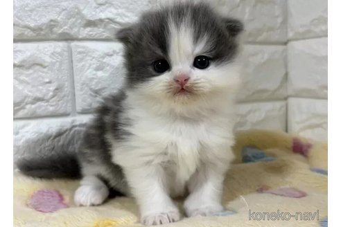 成約済の山梨県のスコティッシュフォールド(折れ耳)-113635の5枚目