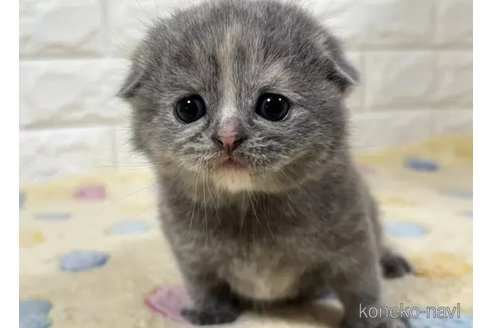 成約済の山梨県のスコティッシュフォールド(折れ耳)-113636の4枚目