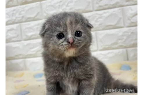 成約済の山梨県のスコティッシュフォールド(折れ耳)-113636の2枚目