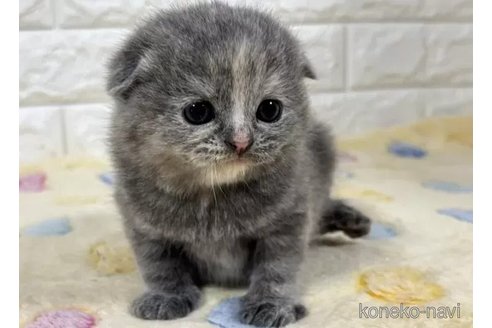 成約済の山梨県のスコティッシュフォールド(折れ耳)-113636の6枚目