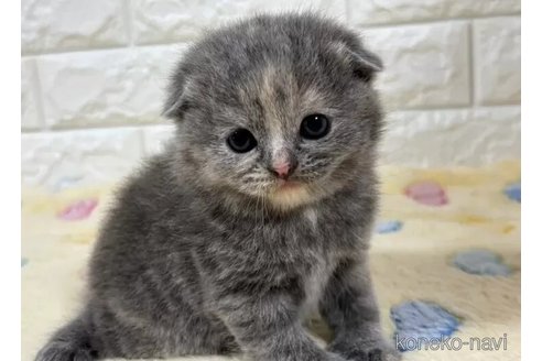 成約済の山梨県のスコティッシュフォールド(折れ耳)-113636の3枚目