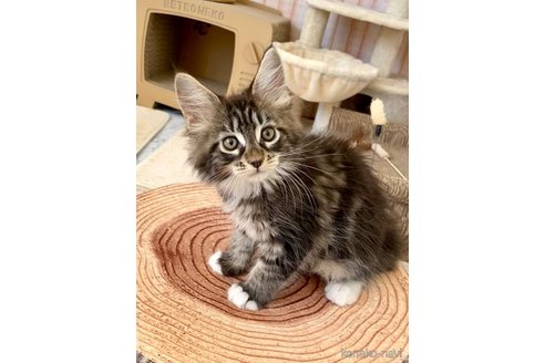 販売中の栃木県のメインクーン-113641の3枚目