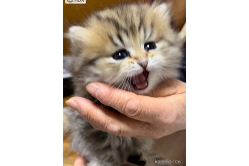 販売中の栃木県のペルシャ(チンチラ)-111375の9枚目