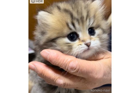 販売中の栃木県のペルシャ(チンチラ)-111375の8枚目