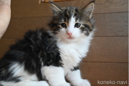 販売中の静岡県のノルウェージャンフォレストキャット-110315の6枚目