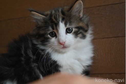 販売中の静岡県のノルウェージャンフォレストキャット-110315の5枚目