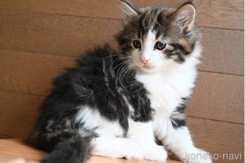 販売中の静岡県のノルウェージャンフォレストキャット-110315の4枚目