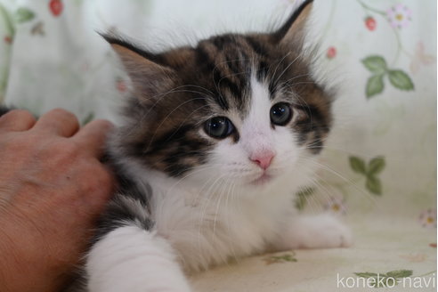 販売中の静岡県のノルウェージャンフォレストキャット-110315の2枚目