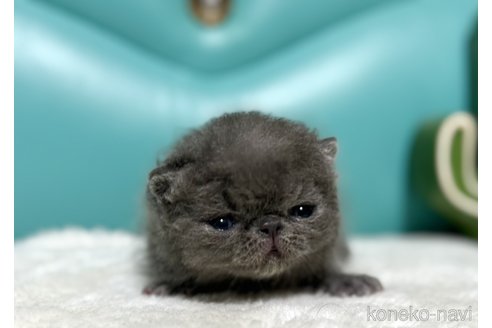 成約済の岐阜県のエキゾチックショートヘア-113658の2枚目