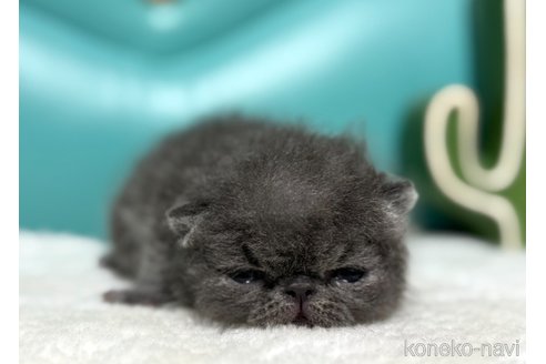 成約済の岐阜県のエキゾチックショートヘア-113658の5枚目