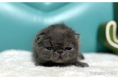 成約済の岐阜県のエキゾチックショートヘア-113658の3枚目