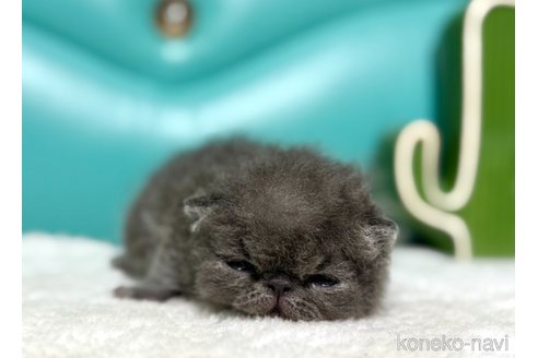 成約済の岐阜県のエキゾチックショートヘア-113658の4枚目