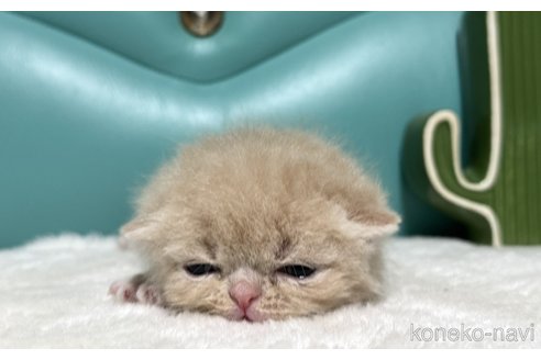販売中の岐阜県のエキゾチックショートヘア-113659の5枚目