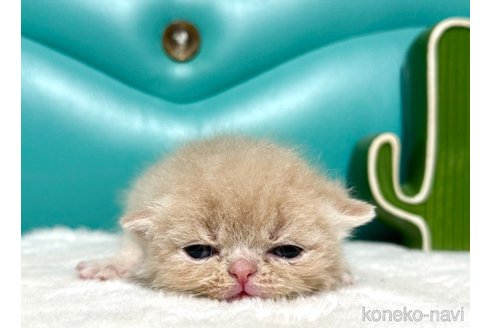 販売中の岐阜県のエキゾチックショートヘア-113659