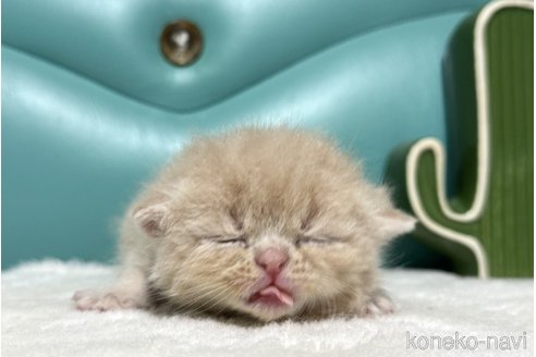 販売中の岐阜県のエキゾチックショートヘア-113659の4枚目