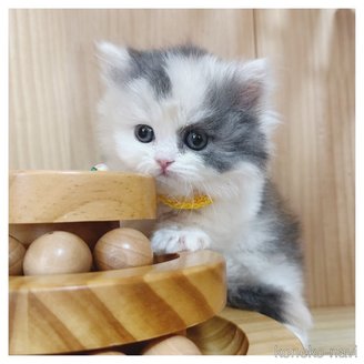販売中の長野県のミヌエット(短足)-113660の3枚目