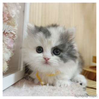 販売中の長野県のミヌエット(短足)-113660の1枚目