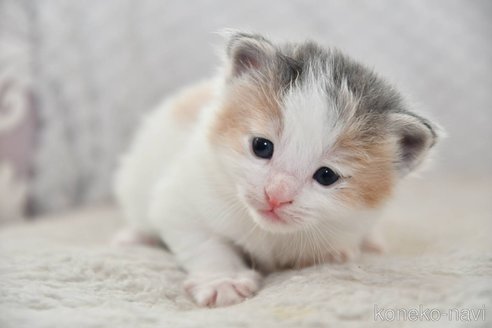 成約済の宮城県のノルウェージャンフォレストキャット-113664の2枚目