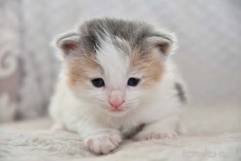 成約済の宮城県のノルウェージャンフォレストキャット-113664の3枚目