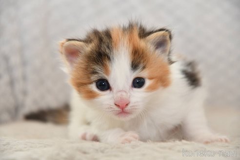 成約済の宮城県のノルウェージャンフォレストキャット-113665の2枚目