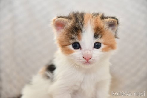 成約済の宮城県のノルウェージャンフォレストキャット-113665の1枚目