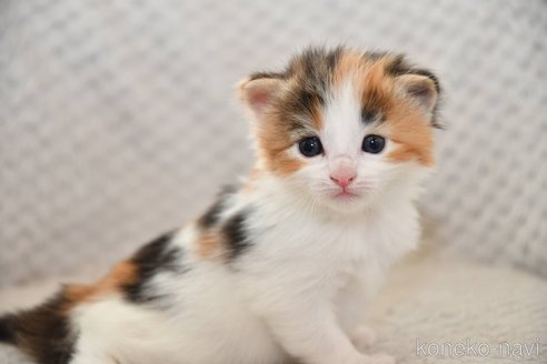 成約済の宮城県のノルウェージャンフォレストキャット-113665の3枚目