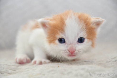 成約済の宮城県のノルウェージャンフォレストキャット-113666の2枚目